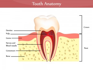 tooth anatomy3