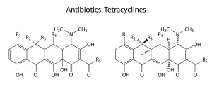 tetra